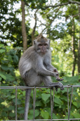 Naklejka na ściany i meble Monkey at sacred monkey forest, Ubud, Bali, Indonesia