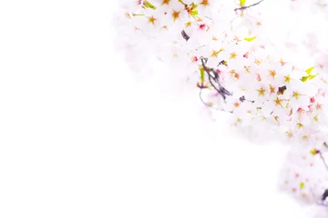 Cercles muraux Fleur de cerisier 桜