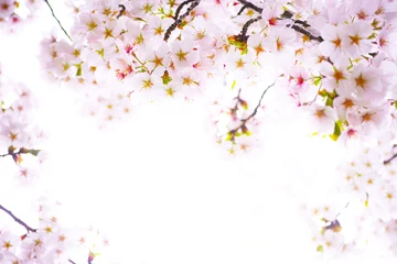 Crédence de cuisine en verre imprimé Fleur de cerisier 桜