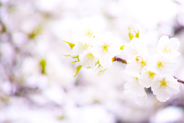山桜