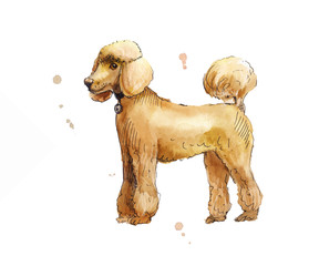 Drawing poodle in profile.