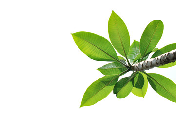 leaves Plumeria close up isolated on white background