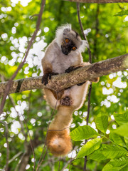 Lemur in Nosy Be, Madagascar