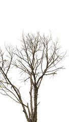 Fototapeta na wymiar Dead tree