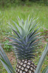 Obraz premium Pineapple fruit