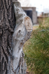 Obraz premium Branch of an old poplar