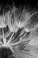 Obraz premium Close-up of dandelion