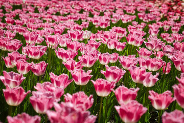 Field of colorful tulips