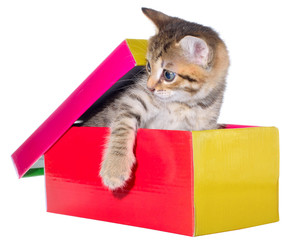 Shorthair brindled kitten in a colorful box