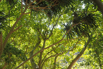 Fototapeta premium Green Tree