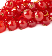 Red Currant isolated over white background