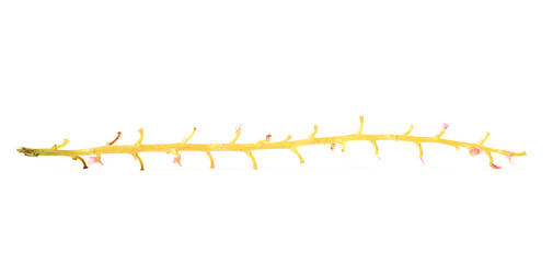 Empty branch of Red Currant isolated over white background