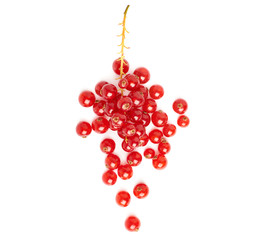 Red Currant isolated over white background