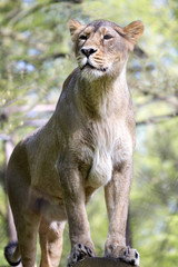 Asiatic lion, Panthera leo persica, lives in a small reserve in India