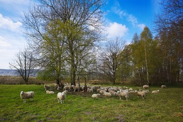 Moorschnucken