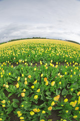 Fototapeta premium Rows of yellow tulips