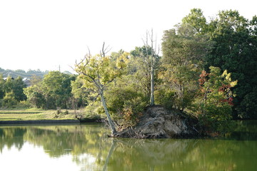 古代樹と池