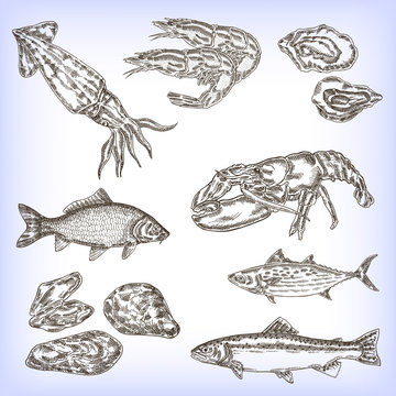 Hand drawn seafood set. Engraved vector fish, calmar, shrimp,