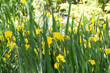 Fototapeta premium 花 キショウブ 黄菖蒲 アヤメ Iris pseudacorus