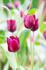 Purple Tulips: selctive focus