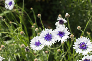 花 矢車菊 ヤグルマギク Cornflower
