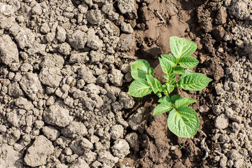 Piantina di patate annaffiata su terreno argilloso 