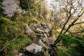 Path in the forest for hiking.A staircase path in a densely wooded area in Lac Blanc,Alsace,Colmar.