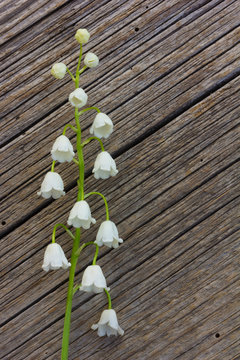 white flower Lily of the valley on old gray wooden board was cracked