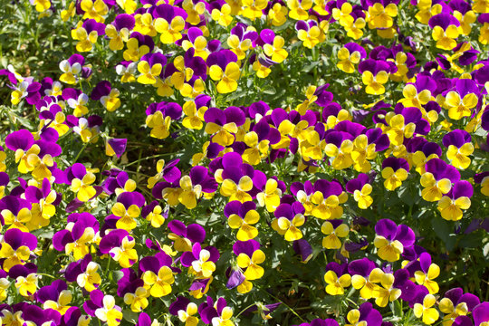 花 パンジー Pansy Violet