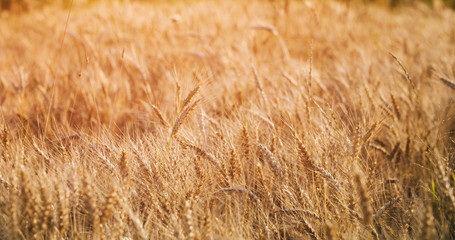 wheat field in summer sunset light, vintage toned photo