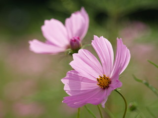 Obraz premium 朝陽を浴びたコスモス