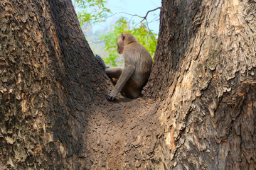 lonely monkey sitting alone