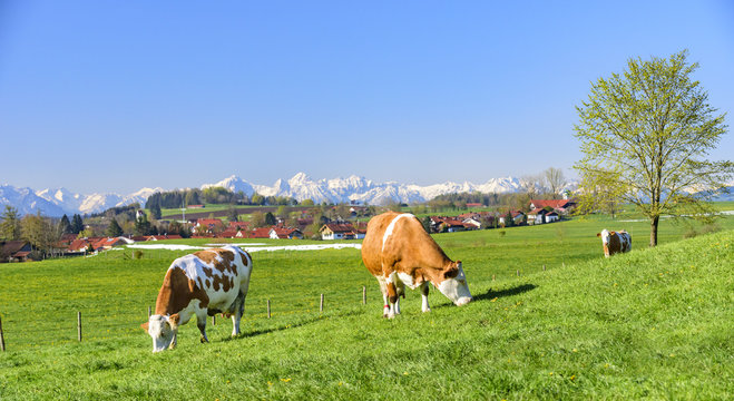 weidende Milchkühe im Alpenvorland
