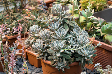 Obraz premium Succulent plant