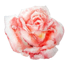 Illustration with red rose.  Watercolor.