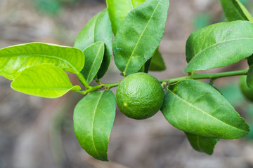 Bunch of lemon on a lemon tree