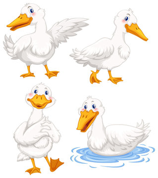 Four ducks in different poses