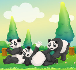 Fototapeta premium Three pandas playing in the park