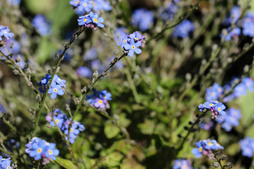 Blue forget-me-not flowers in sunlight