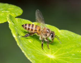 bee
