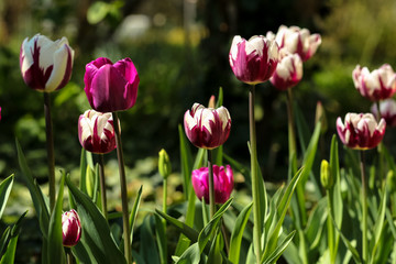 Bunch of purple tulip flowers