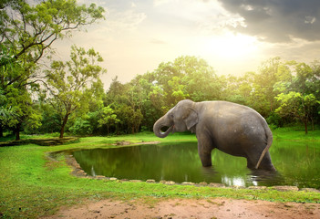 Fototapeta na wymiar Elephant, bathing in lake