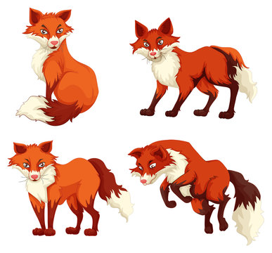 Four foxes with red fur