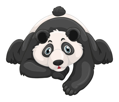Cute panda crawling on the ground