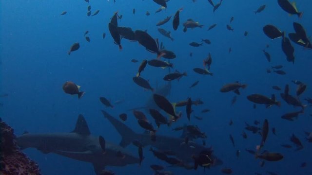 Великолепный дайвинг с акулами у острова Рока Партида в Тихом океане близ Мексики.