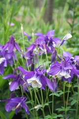 fiori di Aquilegia viola e bianchi in giardino