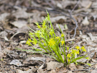 Blooming Yellow Star-of-Bethlehem, Gagea lutea, closeup, selective focus, shallow DOF