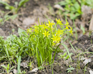 Blooming Yellow Star-of-Bethlehem, Gagea lutea, closeup, selective focus, shallow DOF