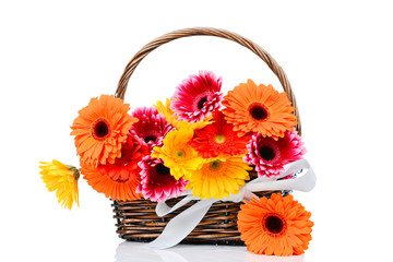 Fototapeta na wymiar Mixed gerber flowers in the basket on white background