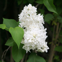 lillà bianco. dettaglio di cespuglio in fiore